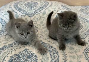 British Shorthair